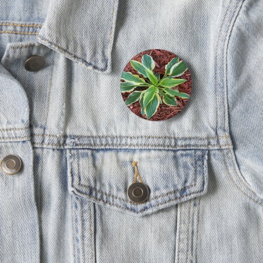 Sun Hosta Button (Beispiel)