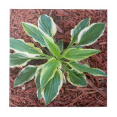 Sun Hosta Fliese (Vorderseite)