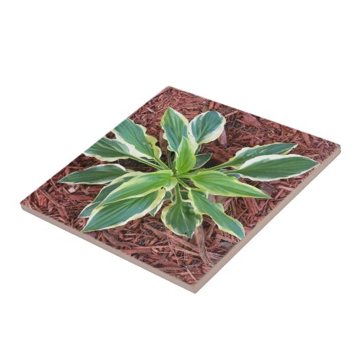 Sun Hosta Fliese (Seite)