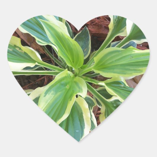 Sun Hosta Herz-Aufkleber (Vorderseite)