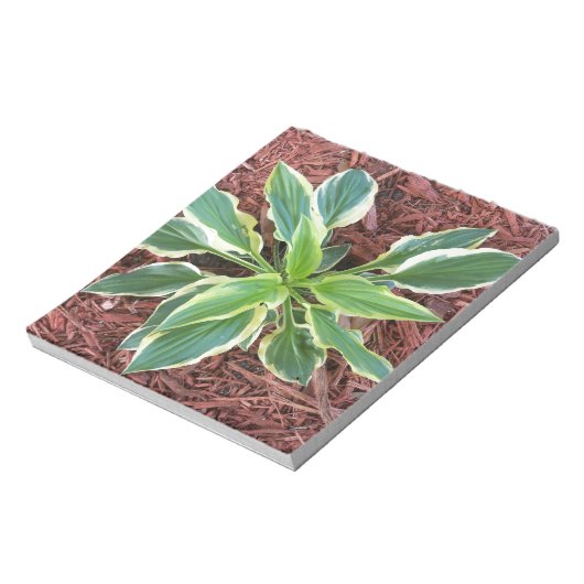 Sun Hosta Notizblock (Rotiert)