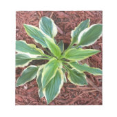 Sun Hosta Notizblock (Vorderseite)