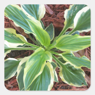 Sun Hosta Quadratischer Aufkleber