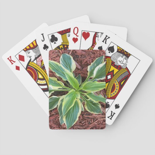 Sun Hosta Spielkarten (Rückseite)