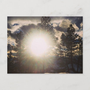 Sun in der Baumkarte Postkarte