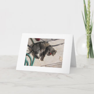 Sun-Katze Karte