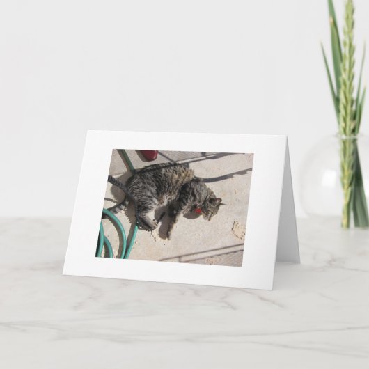 Sun-Katze Karte (Vorderseite)