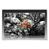 Sun Kissed Cherry Blüten Fotodruck (Vorne)