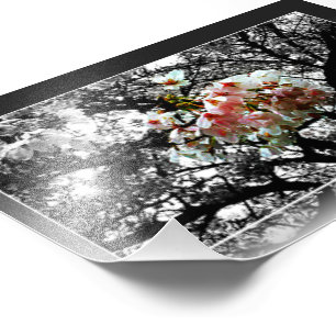 Sun küsste Kirschblüten Fotodruck