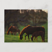 Sun küsste postkarte (Vorderseite)