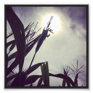 Sun-Mais Gott Fotodruck