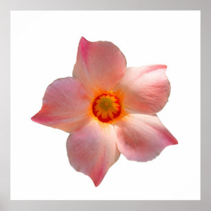 Sun Parasol Mandevilla Poster