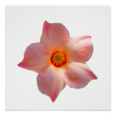 Sun Parasol Mandevilla Poster (Vorderseite)