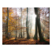 Sun Rays Mystic Misty Landschaftlich Forest - Pape Fotodruck (Vorne)