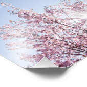 sun rays pass through pink flowers of a wow tree fotodruck (Ecke)