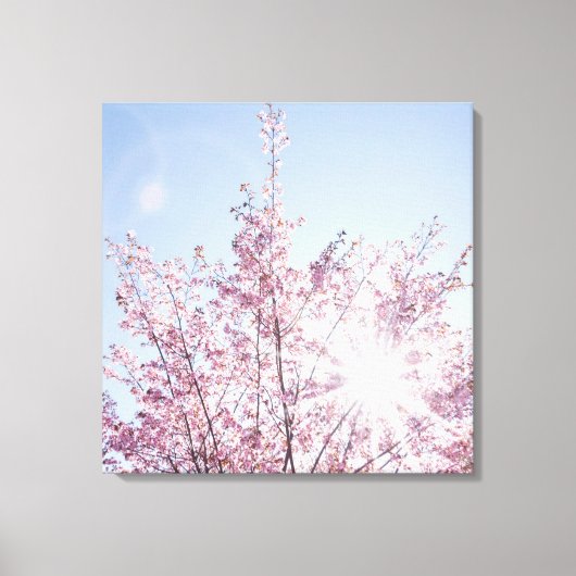 sun rays pass through pink flowers of a wow tree leinwanddruck (Vorderseite)
