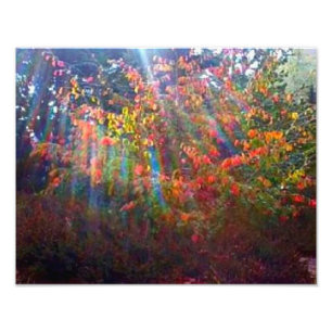 Sun Rays Print Fotodruck