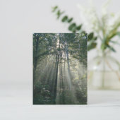 Sun Rays Through Trees Ontario Postcard Postkarte (Stehend Vorderseite)