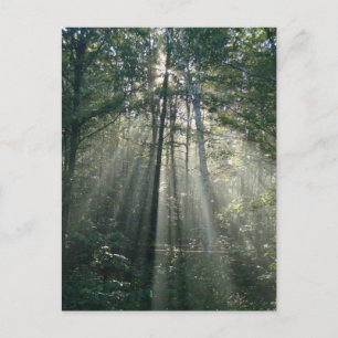 Sun Rays Through Trees Ontario Postcard Postkarte