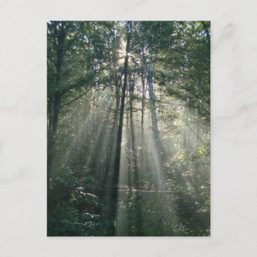 Sun Rays Through Trees Ontario Postcard Postkarte (Vorderseite)