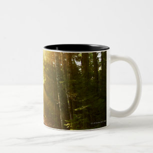 Sun-Strahlen durch Wald im Acadia-Nationalpark Zweifarbige Tasse