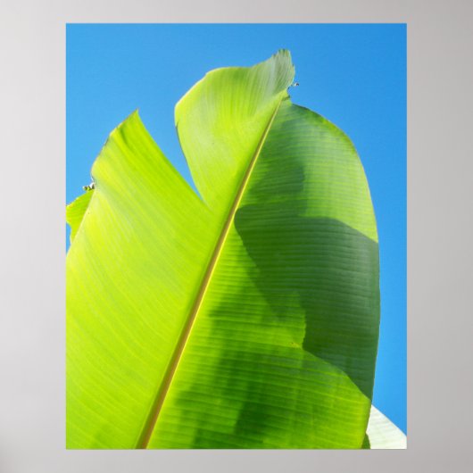 Sun-Suche Poster (Vorne)