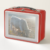 Sun Surround White Cow Lunchbox (Vorderseite)