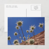 Sun Thistle Postcard Postkarte (Vorne/Hinten)