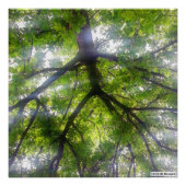 Sun Trees (Ohio) - Foto Print (Vorne)