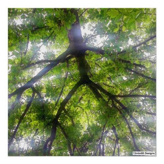 Sun Trees (Ohio) - Foto Print (Vorne)