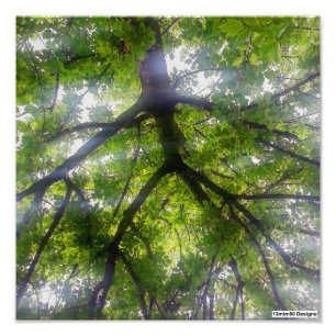 Sun Trees (Ohio) - Foto Print