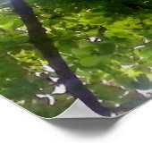 Sun Trees (Ohio) - Poster (Ecke)