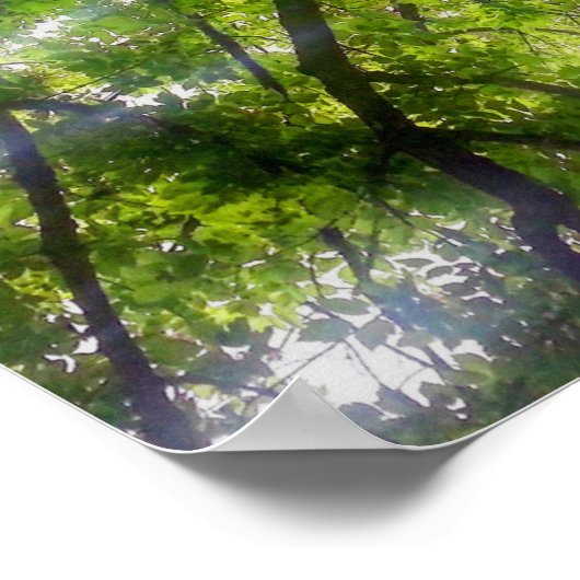 Sun Trees (Ohio) - Poster (Ecke)