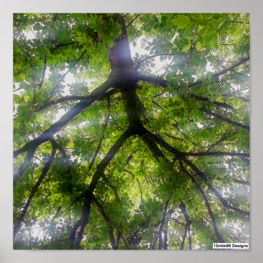 Sun Trees (Ohio) - Poster (Vorne)