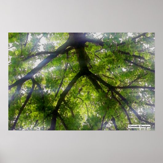 Sun Trees (Ohio) - Poster (Vorne)