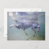 Sun Valley, Idaho, USA. Postkarte (Vorne/Hinten)