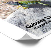 Sun Worship Colorful Collared Lizard Foto Poster (Ecke)