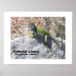 Sun Worship Colorful Collared Lizard Foto Poster
