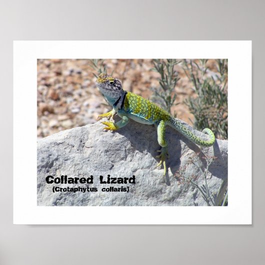 Sun Worship Colorful Collared Lizard Foto Poster (Vorne)