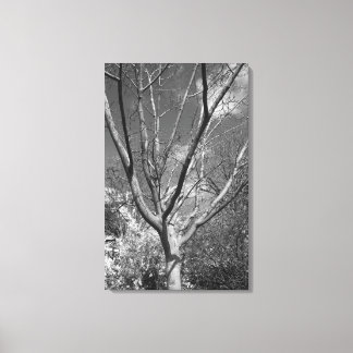 Sun-Wurzelbaum Leinwanddruck
