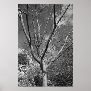 Sun-Wurzelbaum Poster