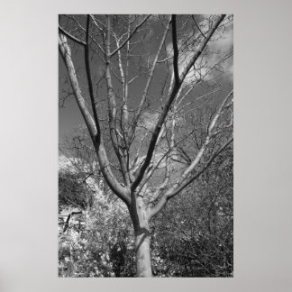 Sun-Wurzelbaum Poster