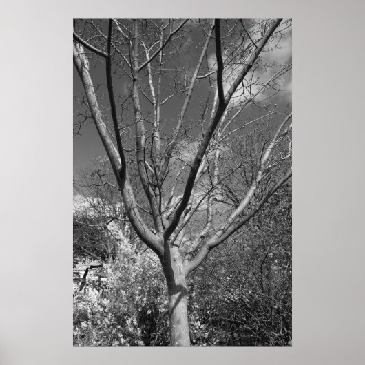 Sun-Wurzelbaum Poster (Vorne)