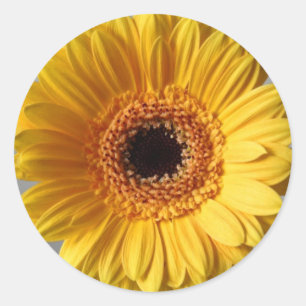 Sun Yellow Gerbera Runder Aufkleber