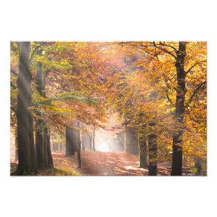 Sunbeams in einem HerbstwaldFotodruck Fotodruck