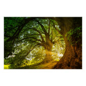 Sunbeams Poster (Vorderseite)