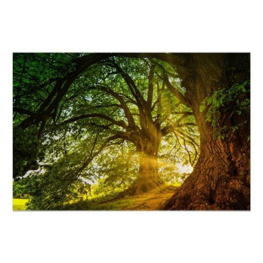 Sunbeams Poster (Vorderseite)