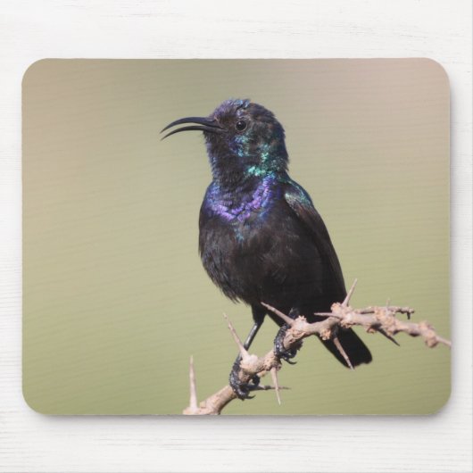 Sunbird Mousepad (Vorne)