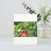 Sunbird Postkarte (Stehend Vorderseite)