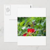 Sunbird Postkarte (Vorne/Hinten)